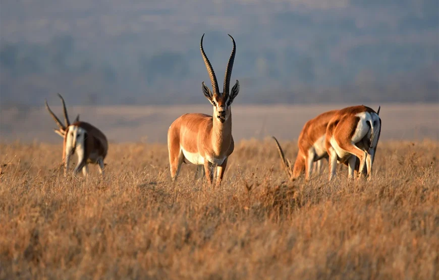 3 Days Romantic Safari to Tsavo West