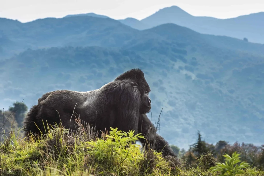 3 Days Rwanda Gorilla Trek Safari