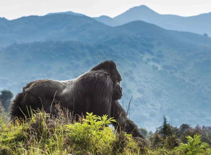 3 Days Rwanda Gorilla Trek Safari