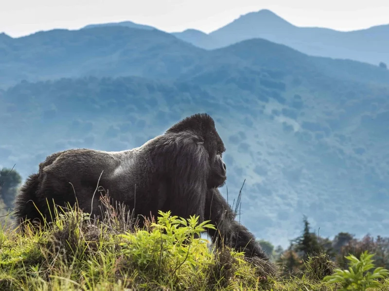 3 Days Rwanda Gorilla Trek Safari