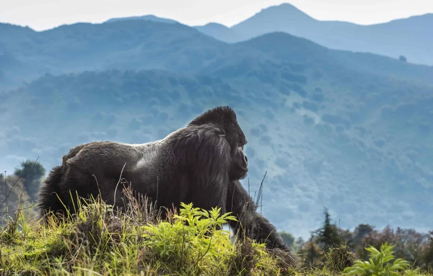 3 Days Rwanda Gorilla Trek Safari