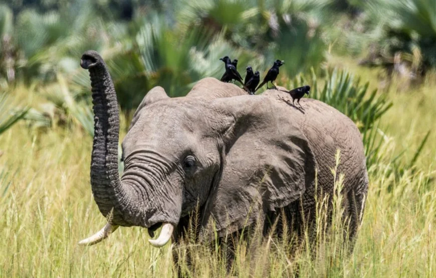 3 Days Murchison Falls National Park Uganda Safari