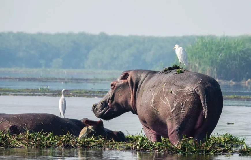 3 Days Murchison Falls National Park Uganda Safari