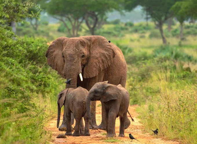 3 Days Murchison Falls National Park Uganda Safari