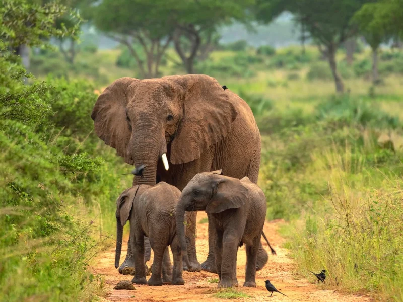 3 Days Murchison Falls National Park Uganda Safari