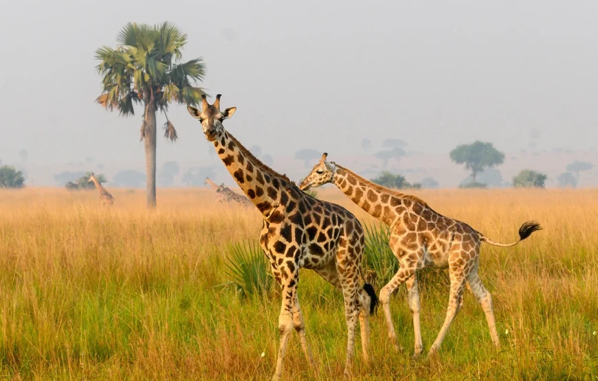 3 Days Murchison Falls National Park Uganda Safari