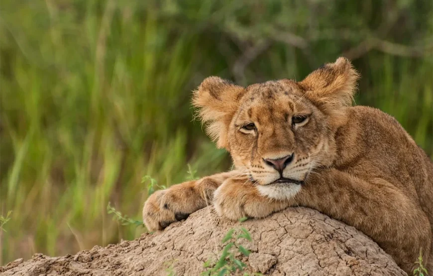 3 Days Murchison Falls National Park Uganda Safari