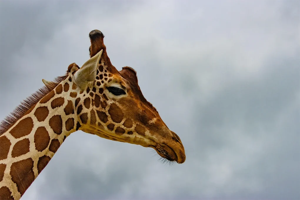 3 Days Ngorongoro & Lake Manyara Escape