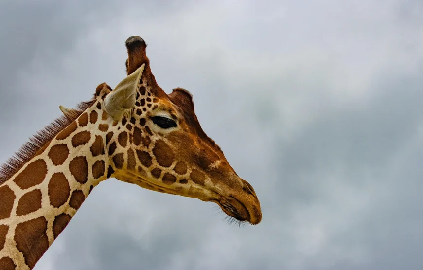 3 Days Ngorongoro & Lake Manyara Escape