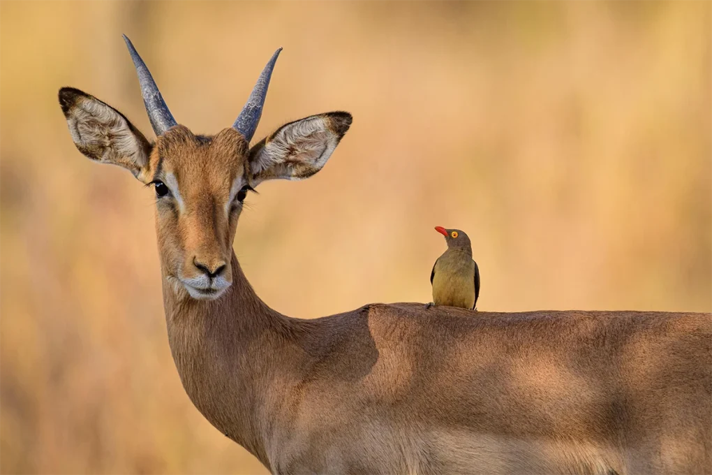 3 Days Ngorongoro & Lake Manyara Escape