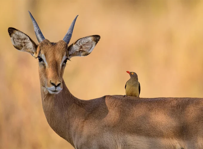 3 Days Ngorongoro & Lake Manyara Escape