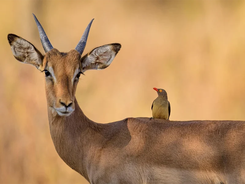 3 Days Ngorongoro & Lake Manyara Escape