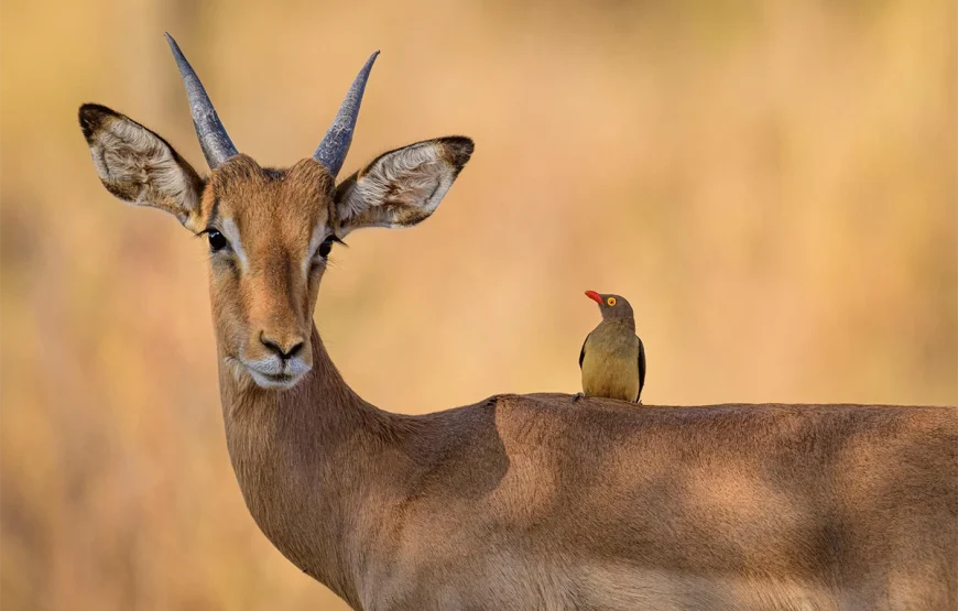 3 Days Ngorongoro & Lake Manyara Escape