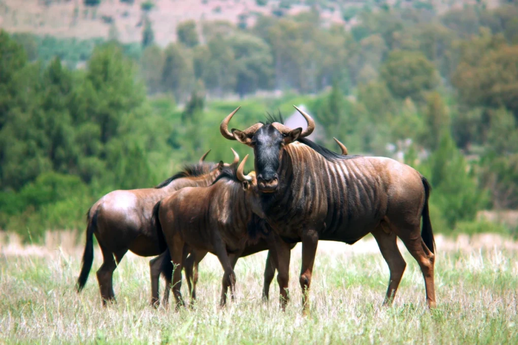 3 Days Ngorongoro & Lake Manyara Escape