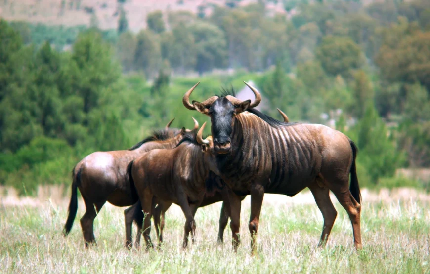 3 Days Ngorongoro & Lake Manyara Escape