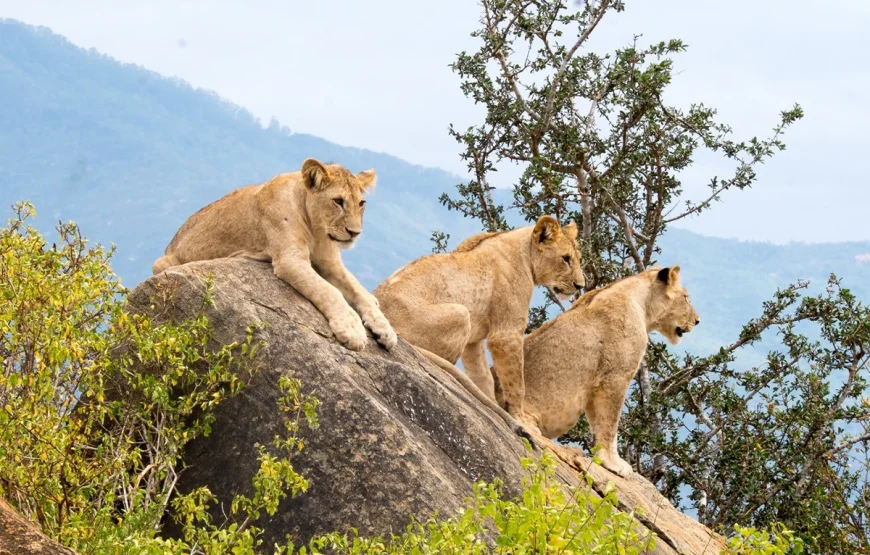 3 Days Queen Elizabeth National Park Uganda Safari