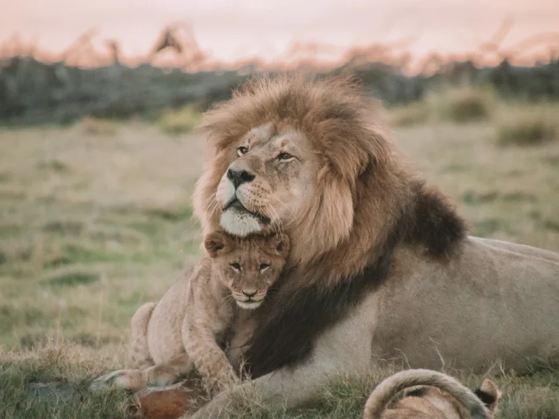 3 Days Queen Elizabeth National Park Uganda Safari