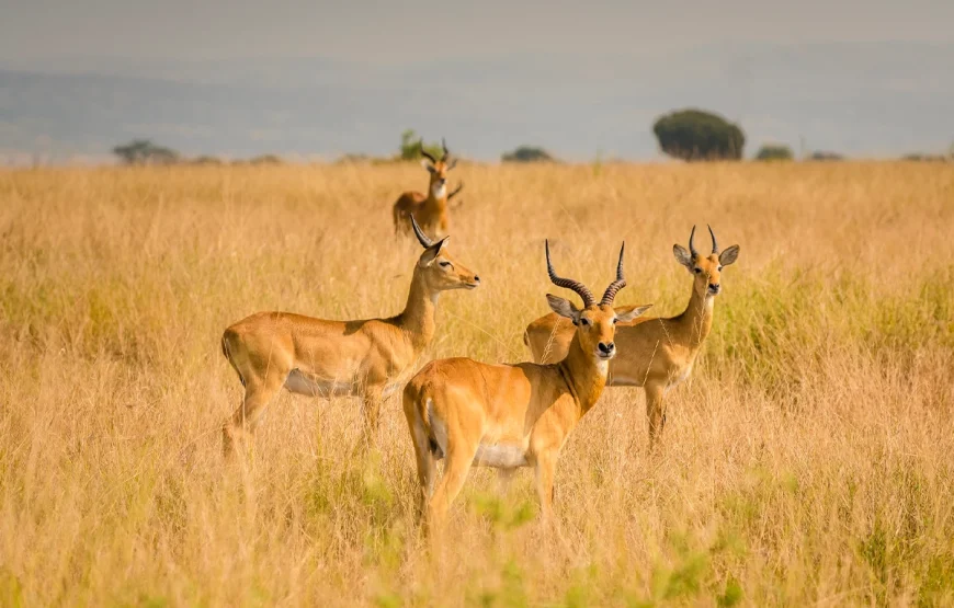 3 Days Queen Elizabeth National Park Uganda Safari