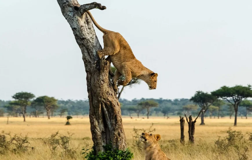 3 Days Queen Elizabeth National Park Uganda Safari