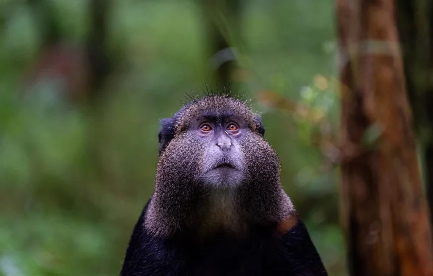 4 Days Rwanda Gorilla Trek Safari