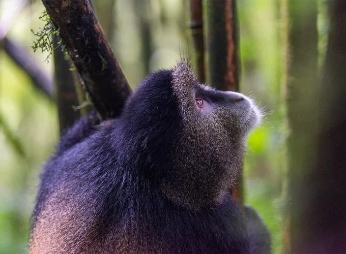 4 Days Rwanda Gorilla Trek Safari