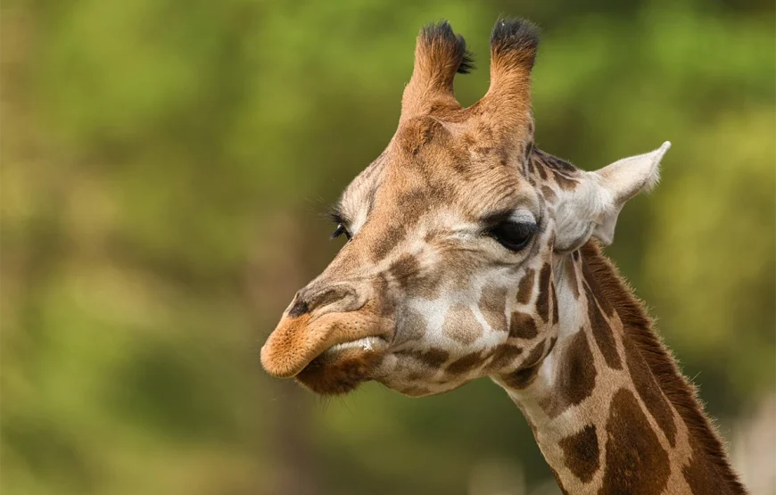 4 Days Lake Manyara & Ngorongoro Crater