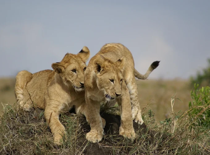 4 Days Lake Manyara & Ngorongoro Crater