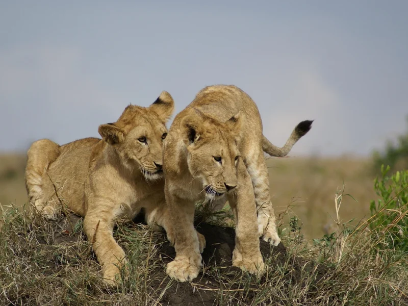 4 Days Lake Manyara & Ngorongoro Crater
