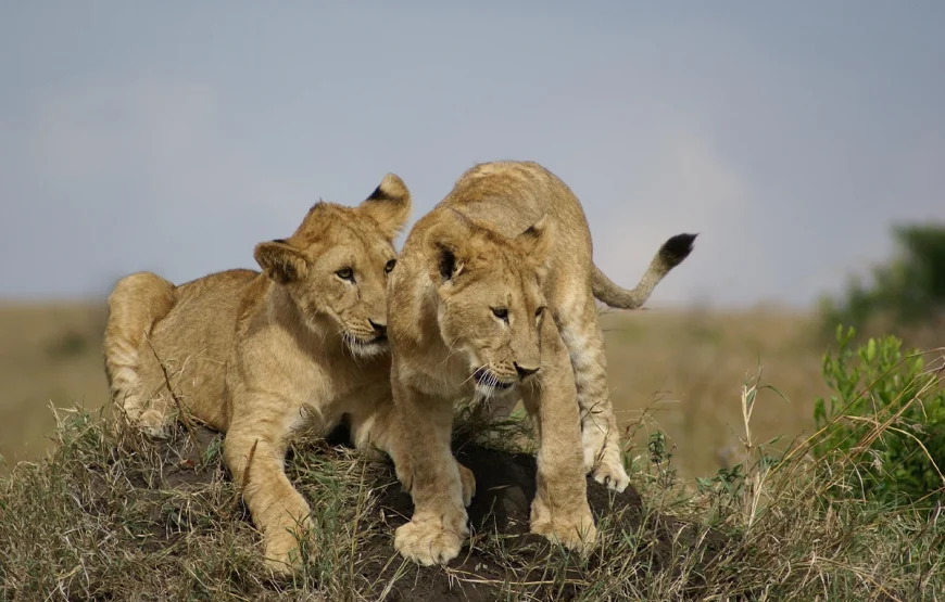 4 Days Lake Manyara & Ngorongoro Crater