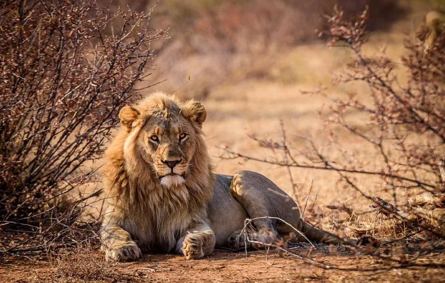 4 Days Lake Manyara & Ngorongoro Crater