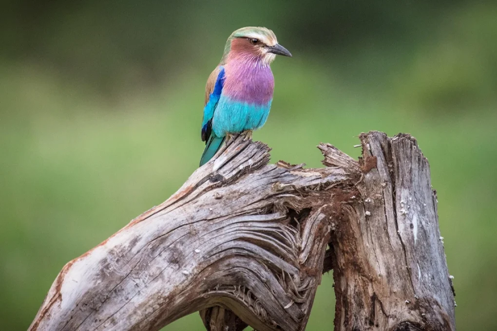 4 Days Kenya Safari – From the Great Rift to the Mara