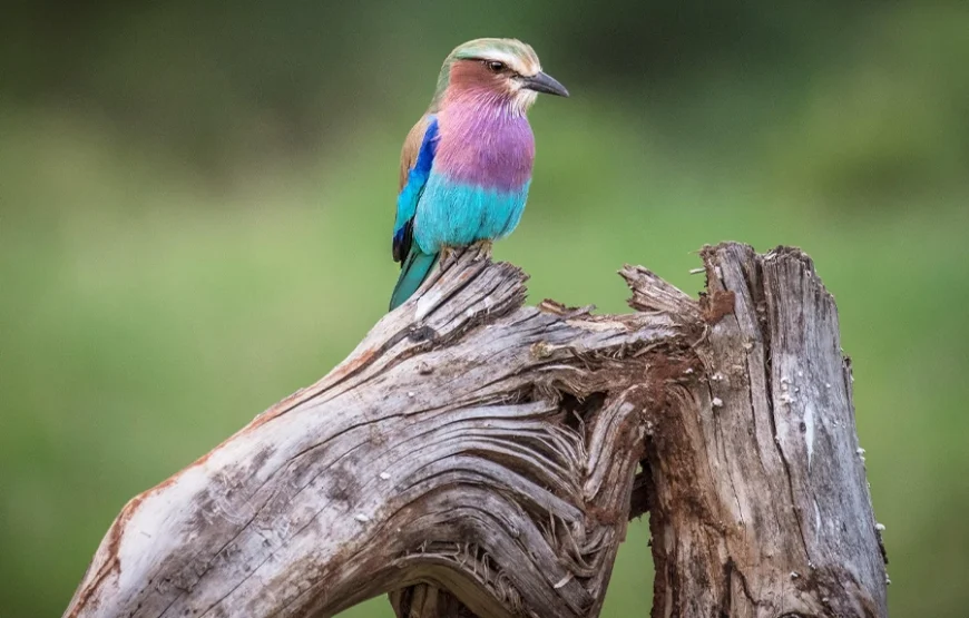 4 Days Kenya Safari – From the Great Rift to the Mara