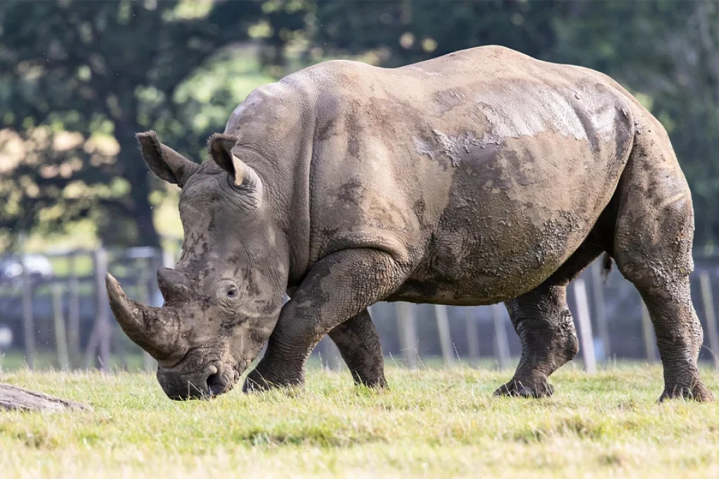4 Days Kenya Safari – From the Great Rift to the Mara