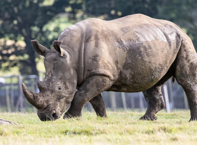 4 Days Kenya Safari – From the Great Rift to the Mara