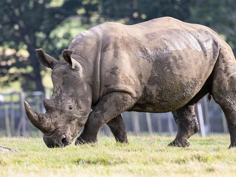 4 Days Kenya Safari – From the Great Rift to the Mara