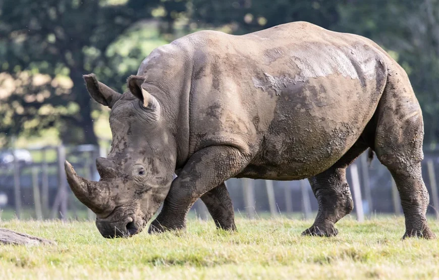 4 Days Kenya Safari – From the Great Rift to the Mara