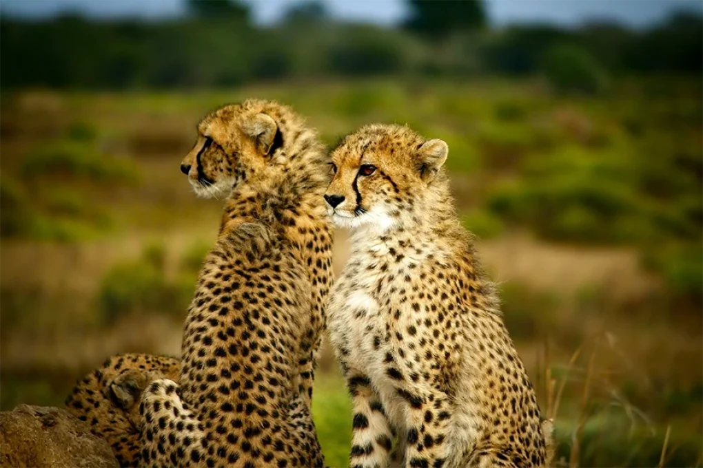 4 Days Kenya Safari – From the Great Rift to the Mara