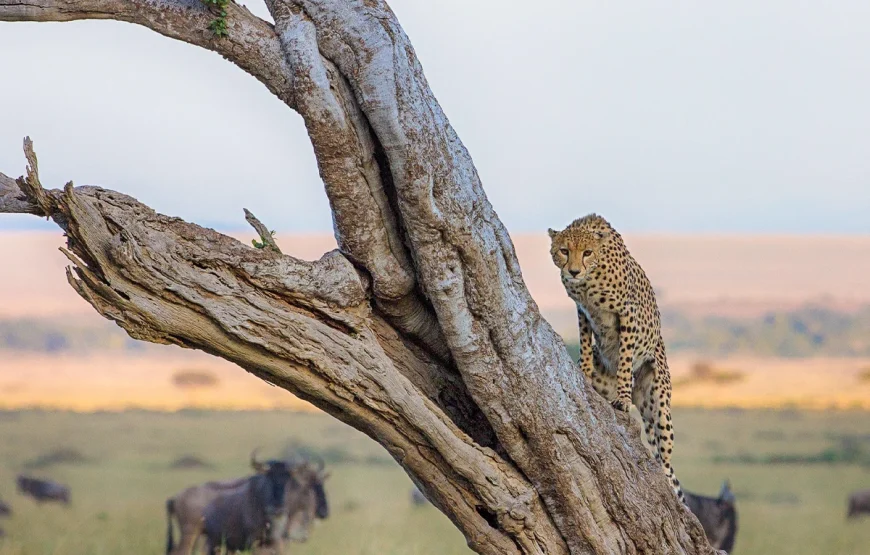 4 Days Ngorongoro, Serengeti & Lake Manyara Safari