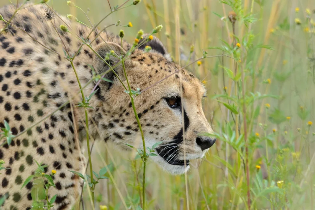 4 Days Ngorongoro, Serengeti & Lake Manyara Safari