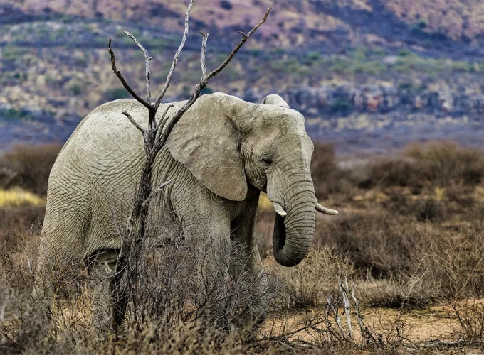4 Days Ngorongoro, Serengeti & Lake Manyara Safari