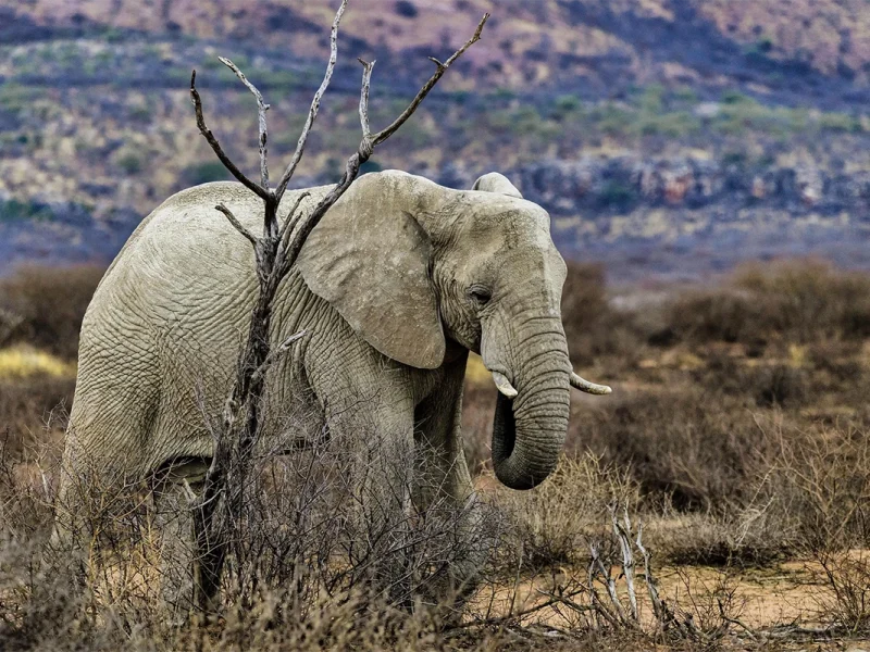 4 Days Ngorongoro, Serengeti & Lake Manyara Safari