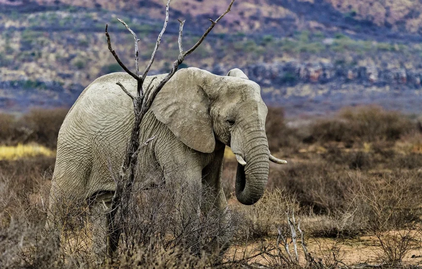 4 Days Ngorongoro, Serengeti & Lake Manyara Safari