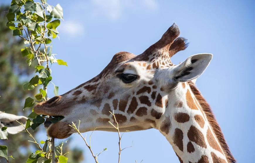 4 Days – Ngorongoro & Tarangire Safari