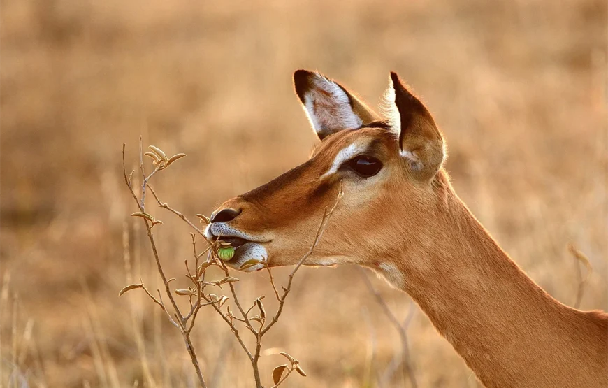 4 Days – Ngorongoro & Tarangire Safari