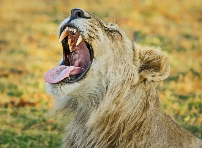 4 Days – Ngorongoro & Tarangire Safari