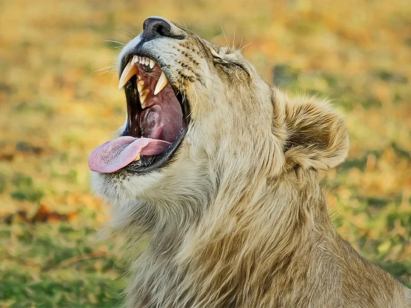 4 Days – Ngorongoro & Tarangire Safari