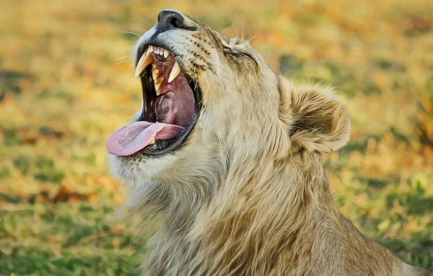 4 Days – Ngorongoro & Tarangire Safari