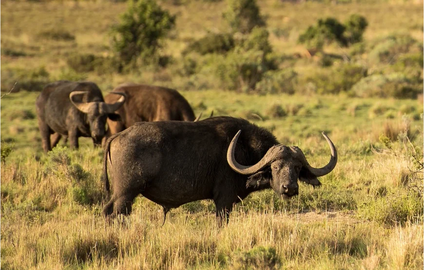 4 Days – Ngorongoro & Tarangire Safari