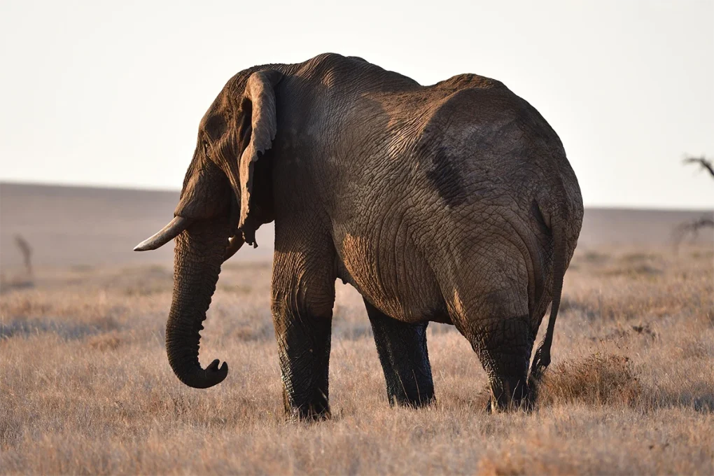 4 Days Selous Tanzania Flying Safari