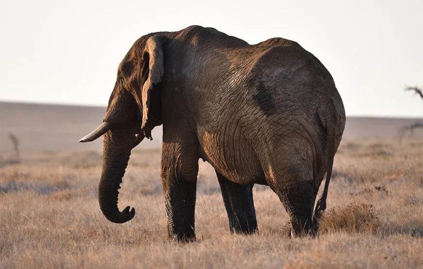 4 Days Selous Tanzania Flying Safari